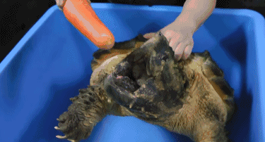 男子钓起16斤重猛兽不知何物 专家一看:建议吃了！