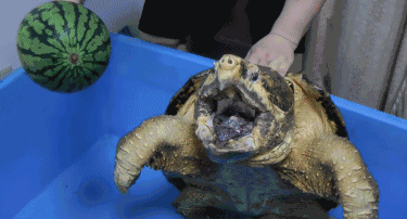 男子钓起16斤重猛兽不知何物 专家一看:建议吃了！