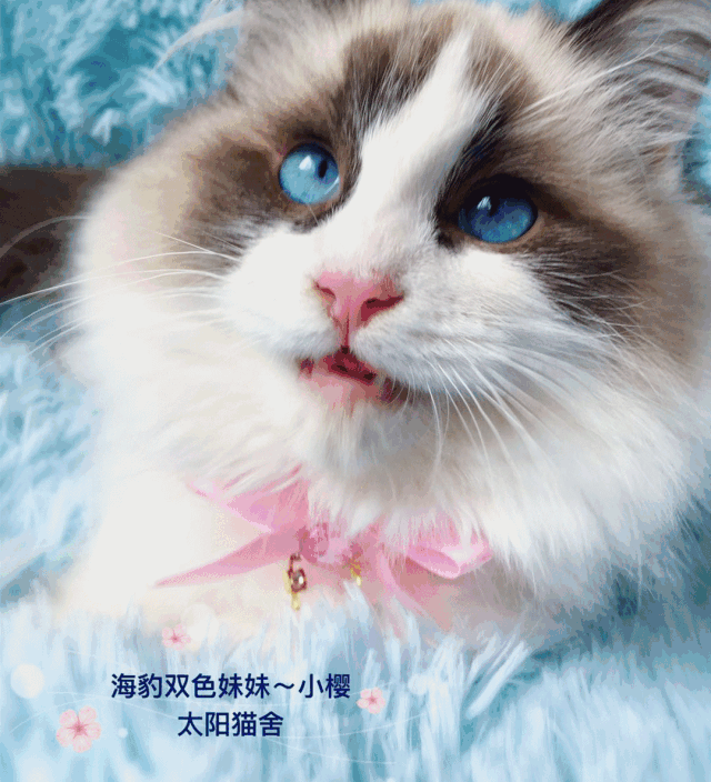 央视辟谣怀孕不能养宠物_央视辟谣怀孕不能养狗视频_央视辟谣怀孕不能养宠物原文