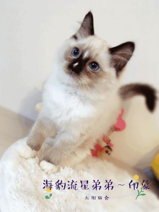 央视辟谣怀孕不能养宠物_央视辟谣怀孕不能养宠物原文_央视辟谣怀孕不能养狗视频