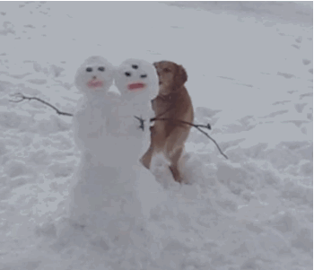 狗狗們與雪人的歡樂時光 寵物 第9張