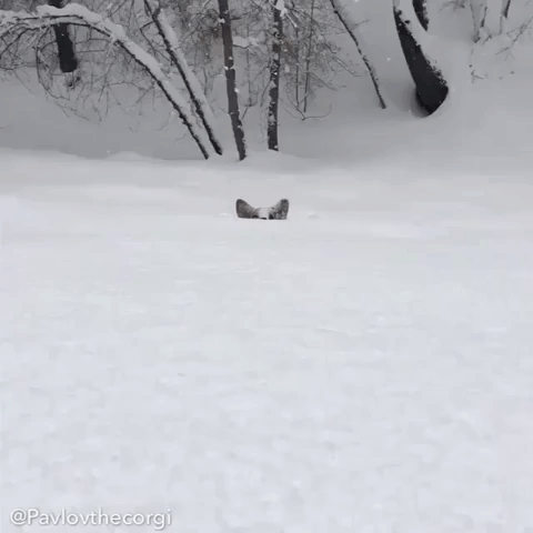 這些汪星人是那麼的喜歡雪！ 寵物 第14張