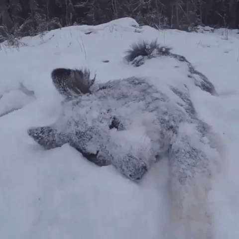 這些汪星人是那麼的喜歡雪！ 寵物 第4張