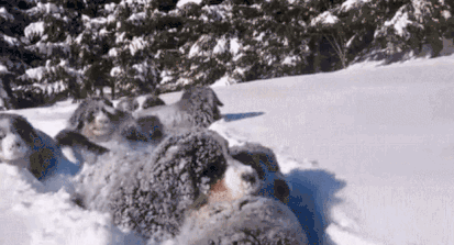 這些愛雪的動物們，就像是小時候見到下雪的你 未分類 第1張
