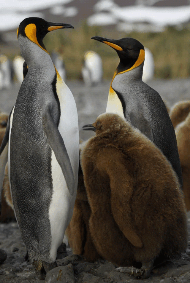 年春节亲临冰冻星球 开着小飞机与王企鹅约会 赞那度旅行人生 微信公众号文章阅读 Wemp
