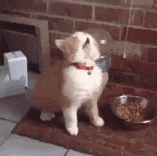 鼻炎攻略丨得了过敏性鼻炎怎么办？这份攻略送给你