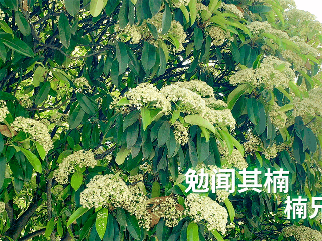 味道上头！十堰街头石楠花“臭名远扬”却藏着大用处