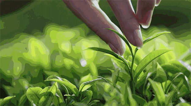 碧螺春间种_碧螺春套种_碧螺春是一种