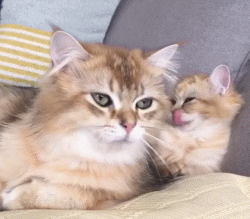 【国基路市场】--帮你划拉