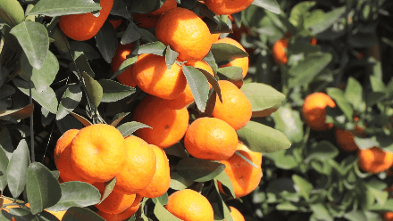 春节临近去哪买靓花桔伦教三洲年桔批发基地为你承包