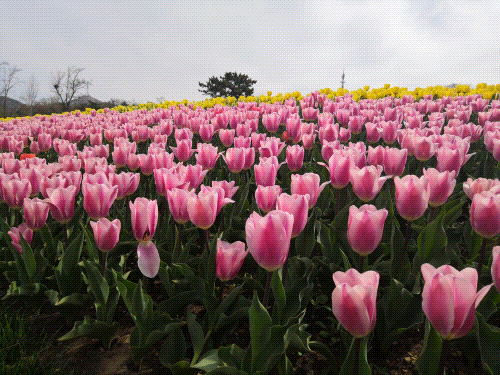 第一次来大连不知道怎么玩？看这篇攻略就够了