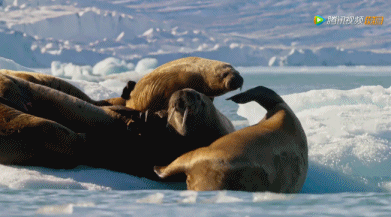 实习|痛心！企鹅数量暴降75%、海象自杀式跳崖、北极熊开始吃幼崽…这些照片让人背脊发凉