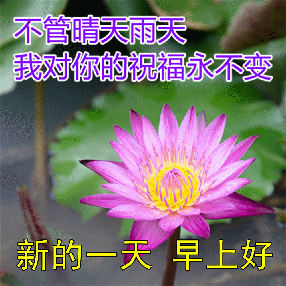 今天最新早上好问候语，祝大家平安、健康、快乐、吉祥！(今天早上好的问候问候语简短)
