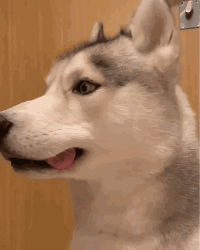 養狗最擔心的問題還是出現了，你這麼蠢也就我能容忍！ 寵物 第1張