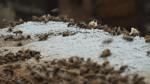 新手养殖蜜蜂
