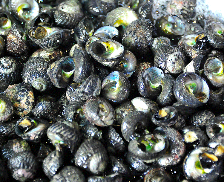 波螺~下酒利器必须重点说说