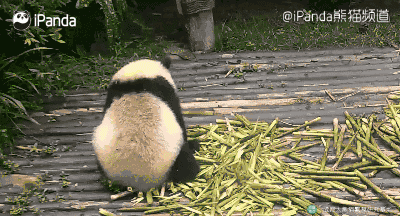 厦门人很快就能在集美看熊猫啦~再过不久厦门首对大熊猫即将落户集美