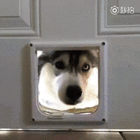 歪，幺幺零嗎？我家門成精了，長出狗頭了.... 寵物 第1張