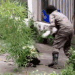 疼痛科属于什么科_猩猩属于什么科动物_大熊猫属于什么科动物