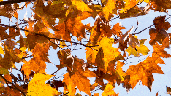 576_324gif 动态图 动图