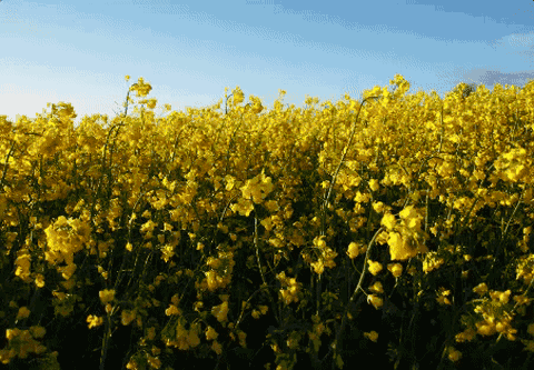 花粉症肆虐 热浪来袭气温直飙30度 全国范围的暴雨山洪 这周难熬 小伙伴们挺住 英伦攻略 微信公众号文章阅读 Wemp