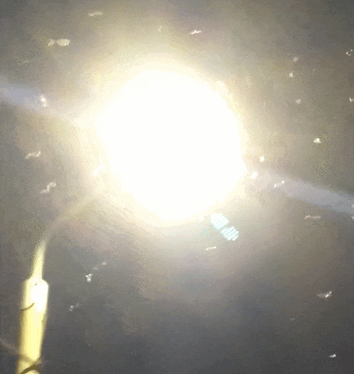 GIF 2026-4-17 12-09-05.gif