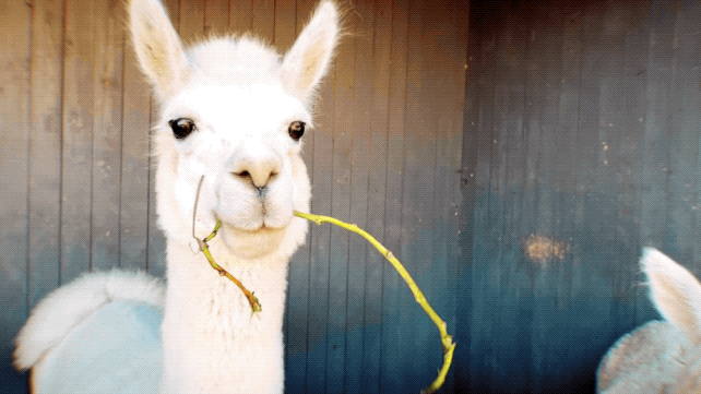 ȫ����ѩ��ȫ�������ˣ�������һ�꣡