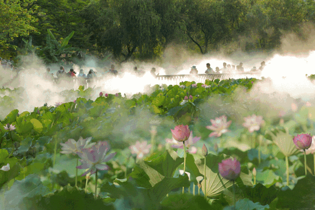 佛山这个荷花岛绝美雾景再现新增夜场开放时间