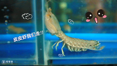 403_227gif 动态图 动图