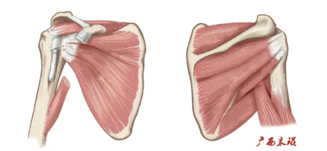 肩关节MRI解剖肩袖损伤诊断技巧--对应动图，效果超赞