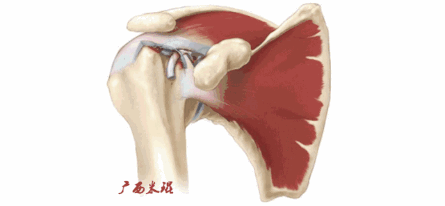 肩关节MRI解剖肩袖损伤诊断技巧--对应动图，效果超赞