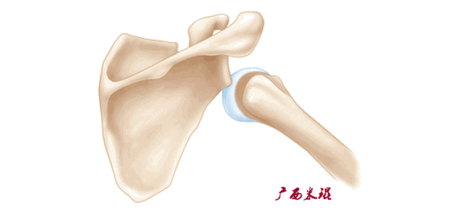 肩关节MRI解剖肩袖损伤诊断技巧--对应动图，效果超赞