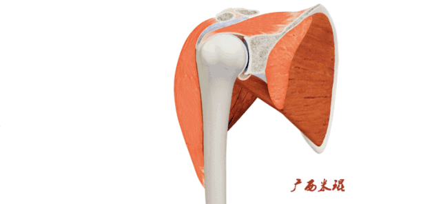 肩关节MRI解剖肩袖损伤诊断技巧--对应动图，效果超赞