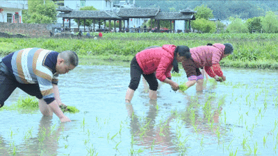 培田春耕节: 开犁,插秧,抓鱼,乐趣多多!