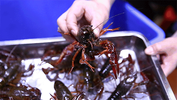 武汉女司机吃三盆油焖小龙虾 被检出酒驾扣光分