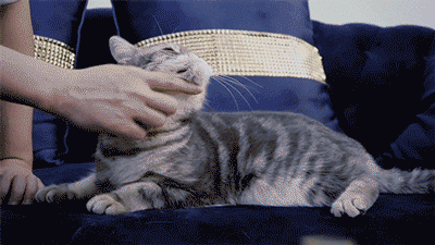 400_225gif 动态图 动图
