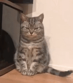 猫咪生气的5种表现，你都了解吗？