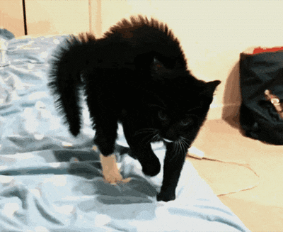 猫咪生气的5种表现，你都了解吗？