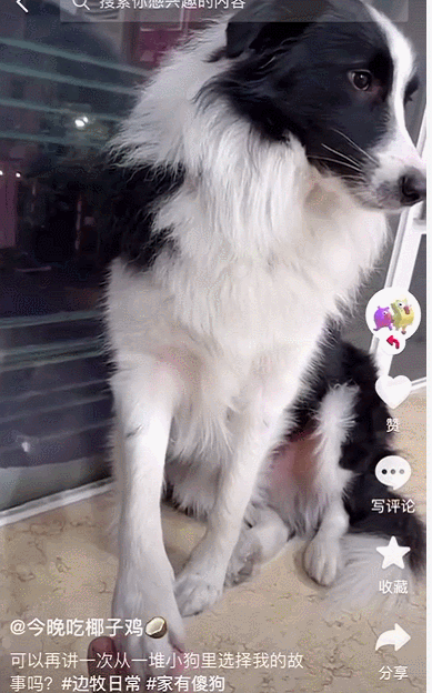 狗狗刚到新家，这些东西你都准备好了吗？