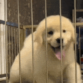 狗狗刚到新家，这些东西你都准备好了吗？