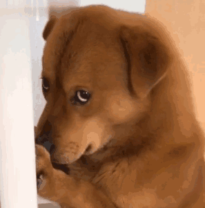 狗狗刚到新家，这些东西你都准备好了吗？