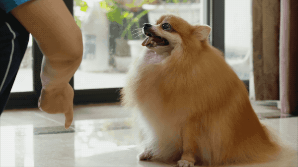 狗狗刚到新家，这些东西你都准备好了吗？