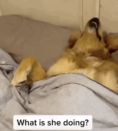 狗狗睡姿大赏，你家有同款吗？