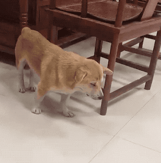 狗狗睡姿大赏，你家有同款吗？