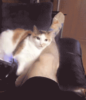 什么？你家猫咪居然把你当小弟了