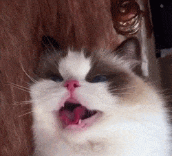 这份急救指南，关键时刻能救猫命！