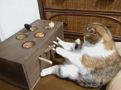 这份急救指南，关键时刻能救猫命！