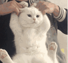 这份急救指南，关键时刻能救猫命！