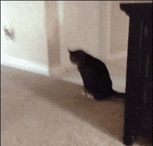 猫咪不出门，还需要定时驱虫吗？
