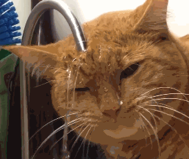 如何照顾双目失明的小猫咪？